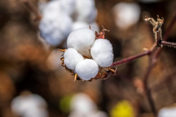 Detailed close-up of a mature cotton boll in a field, showcasing natural fibers.