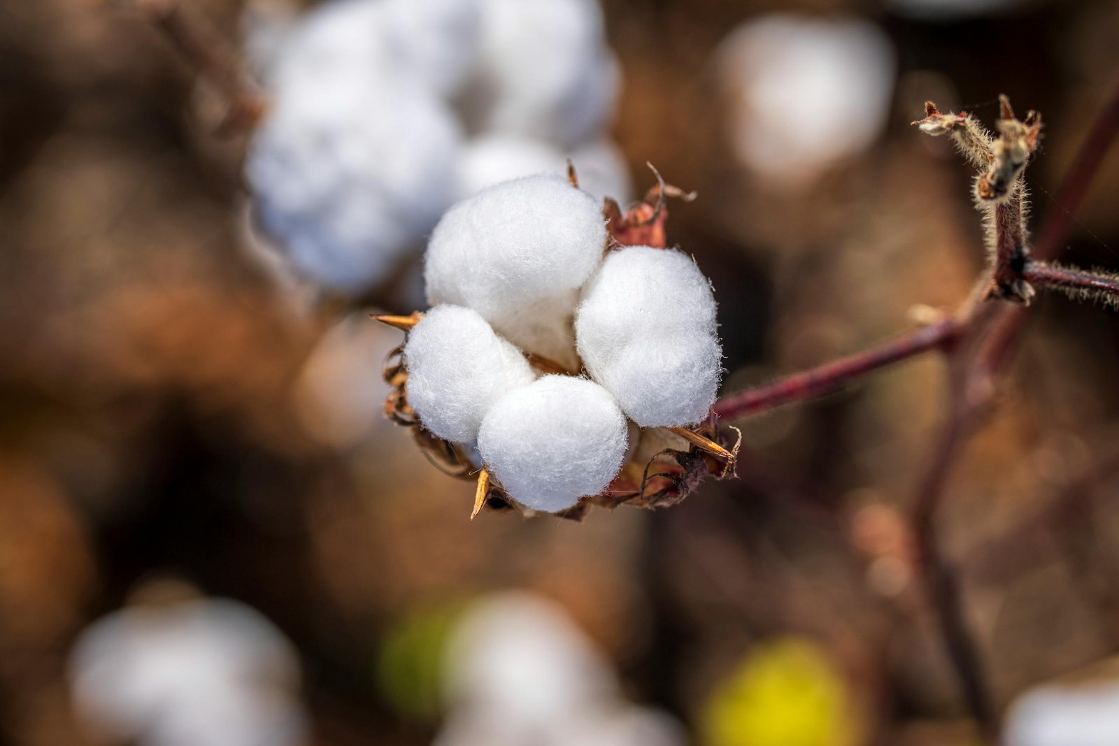 Detailed close-up of a mature cotton boll in a field, showcasing natural fibers.